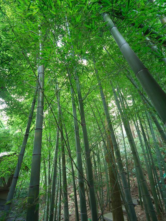 Hotel Hakone Tokinoshizuku Exterior foto Bamboo forest